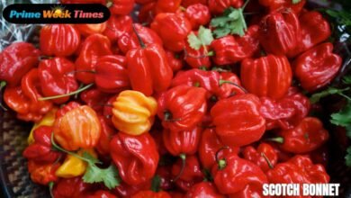 Scotch Bonnet