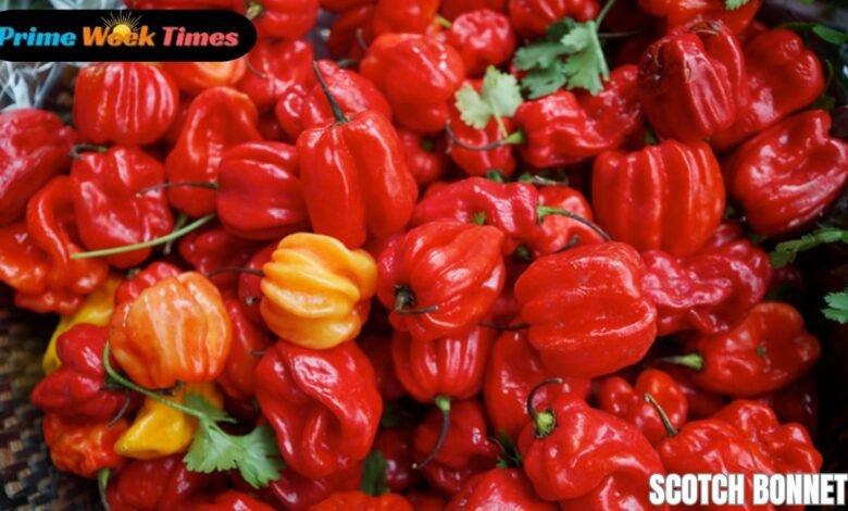Scotch Bonnet