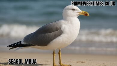 Seagol Mbua