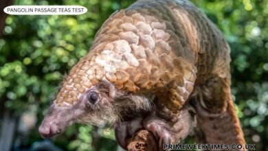 Pangolin Passage TEAS Test