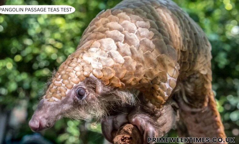 Pangolin Passage TEAS Test