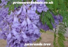jacaranda tree
