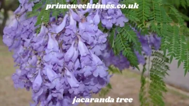 jacaranda tree