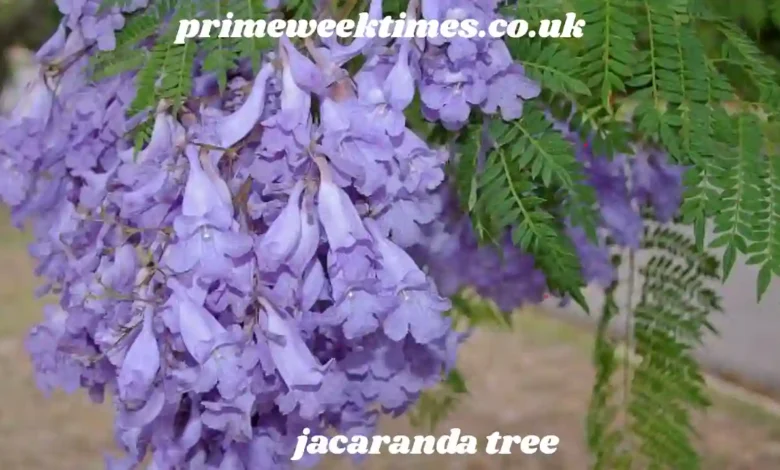 jacaranda tree