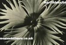 karl blossfeldt