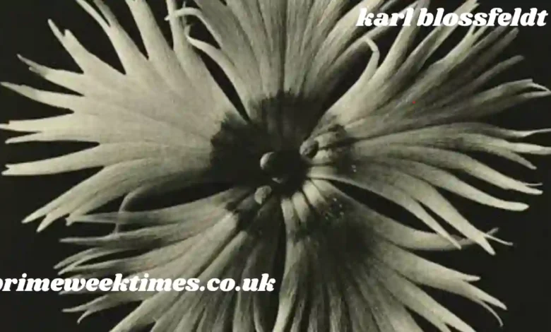 karl blossfeldt