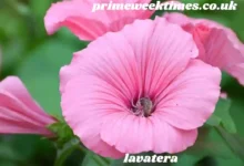 lavatera