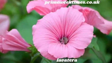 lavatera