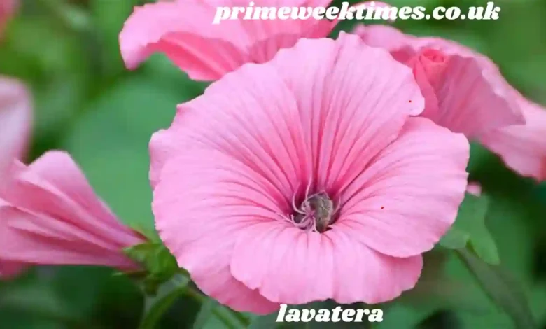 lavatera