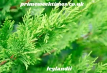 leylandii
