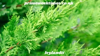 leylandii