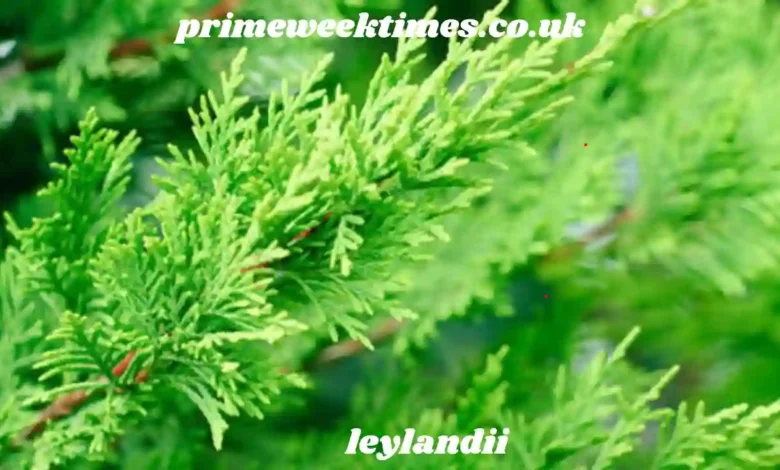 leylandii