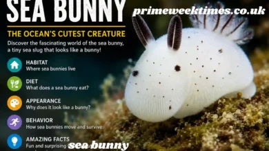 sea bunny