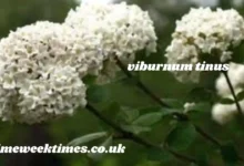 viburnum tinus