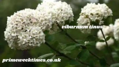 viburnum tinus