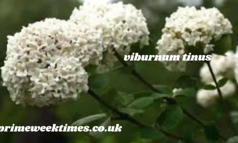 viburnum tinus